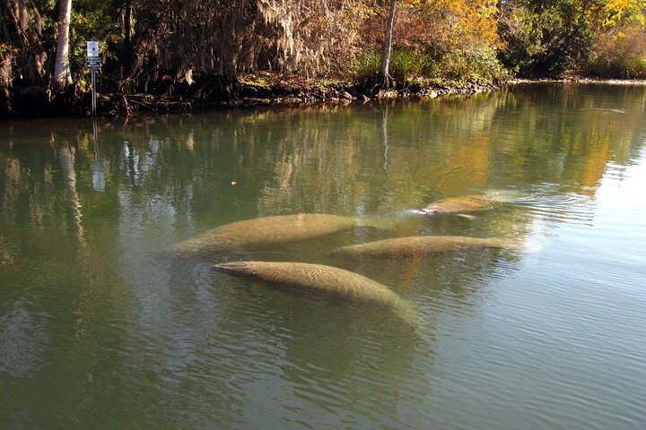 See Crystal River - Mantee & Wildlife Viewing Cruise