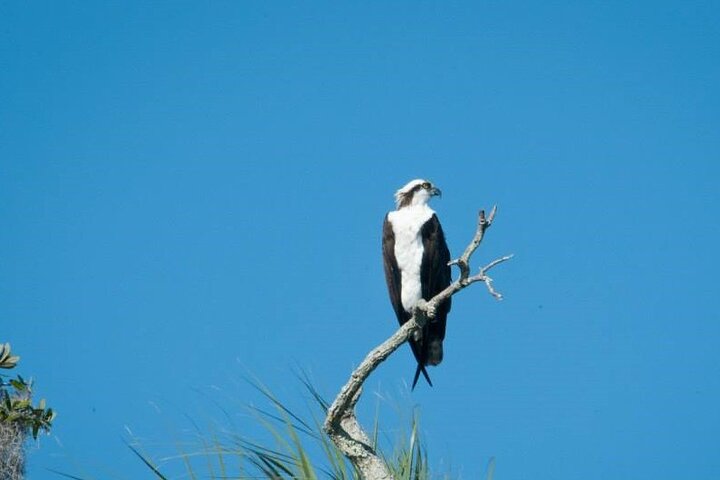 See Crystal River - Mantee & Wildlife Viewing Cruise