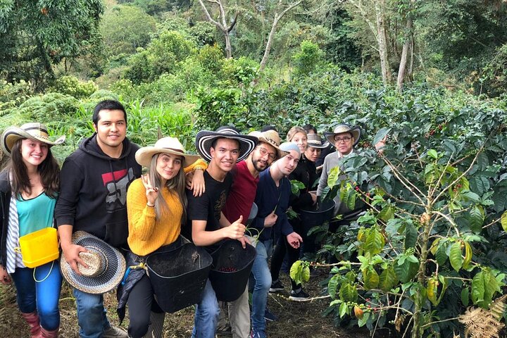 Cocora Valley, Salento and Coffee Farm Day Tour