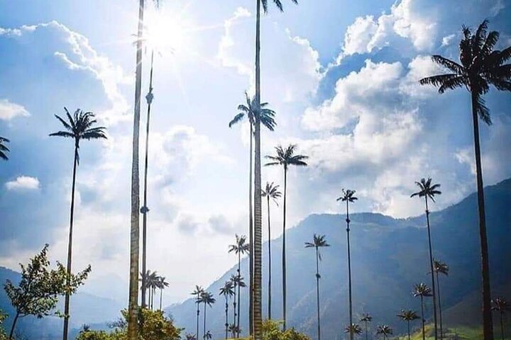 Cocora Valley, Salento and Coffee Farm Day Tour