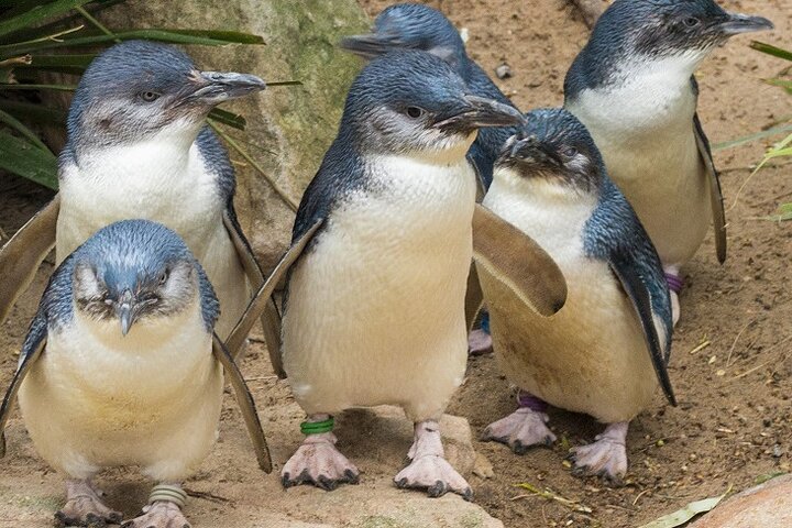 Puffing Billy And Phillip Island Penguin Parade Bus Tour