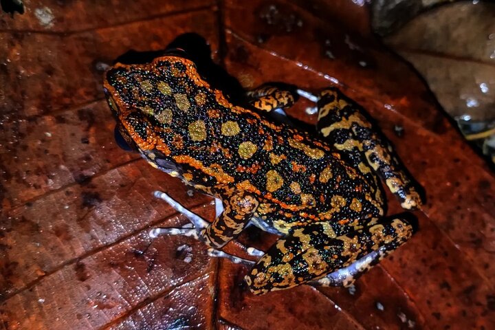 Night Froggy Adventure at Kubah National Park