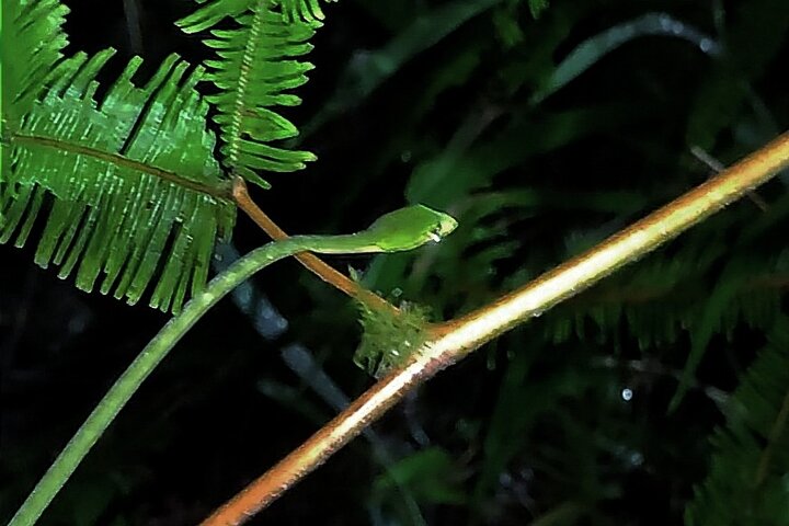 Night Froggy Adventure at Kubah National Park