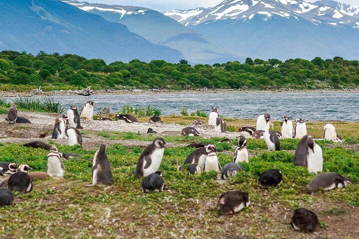 Walking with Penguins in Ushuaia