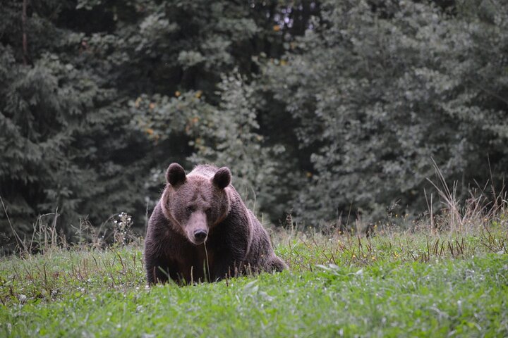 Watching Brown Bear from hideout/ Guarantee you'll see wild Bears