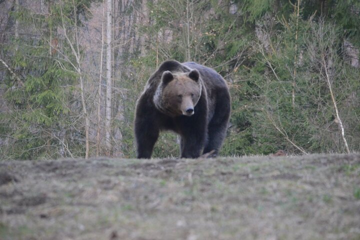 Watching Brown Bear from hideout/ Guarantee you'll see wild Bears