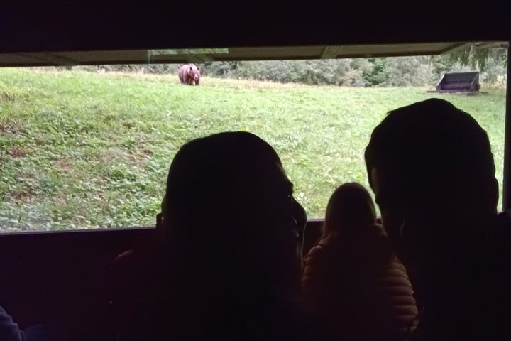 Watching Brown Bear from hideout/ Guarantee you'll see wild Bears
