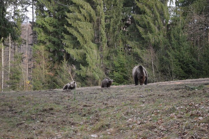 Watching Brown Bear from hideout/ Guarantee you'll see wild Bears