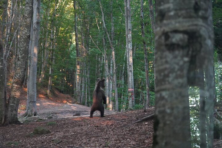 Watching Brown Bear from hideout/ Guarantee you'll see wild Bears
