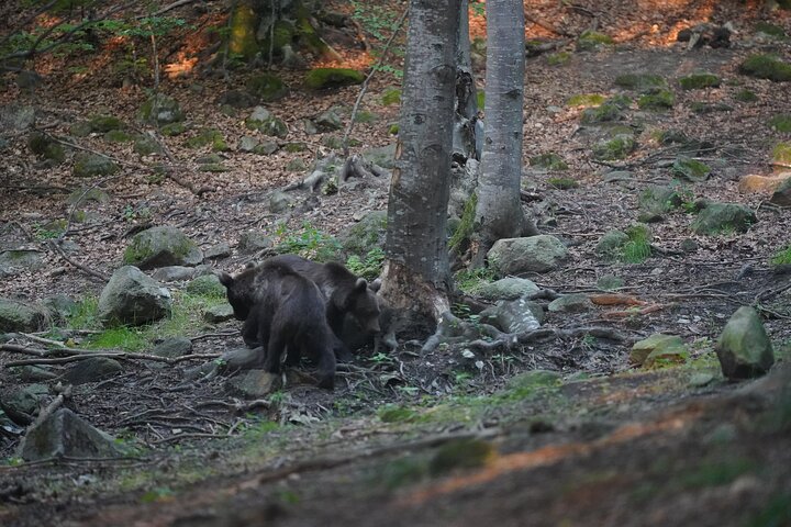 Watching Brown Bear from hideout/ Guarantee you'll see wild Bears