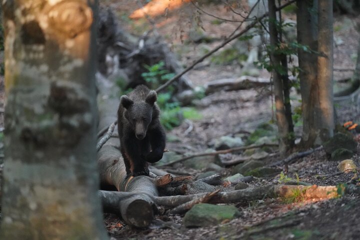 Watching Brown Bear from hideout/ Guarantee you'll see wild Bears