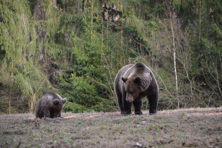 Watching Brown Bear from hideout/ Guarantee you'll see wild Bears