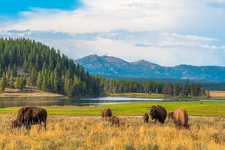 Yellowstone National Park Self-Guided Audio Tour