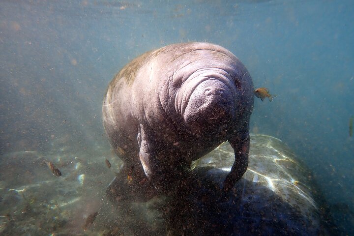 The 'OG' Manatee Snorkel Tour with In-Water Guide/Photographer