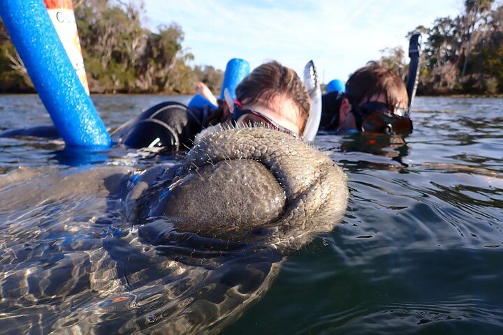 The 'OG' Manatee Snorkel Tour with In-Water Guide/Photographer