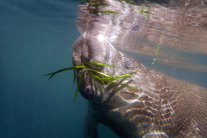 The 'OG' Manatee Snorkel Tour with In-Water Guide/Photographer