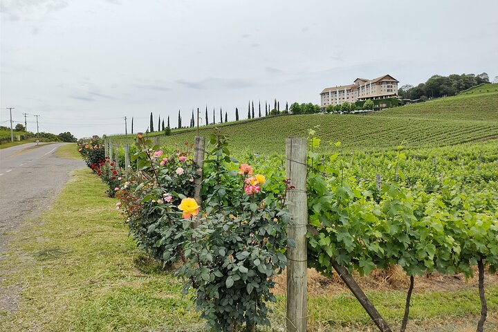 Private Tour to Serra Gaúcha Vineyards