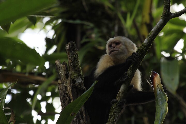 Arenal Volcano, Hanging Bridges & La Fortuna Waterfall Combo Tour