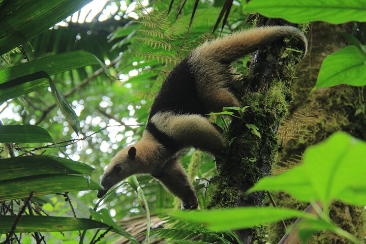 Arenal Volcano, Hanging Bridges & La Fortuna Waterfall Combo Tour