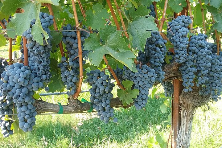 Best Private Wine Tour of Napa and Sonoma: Up to 8 People