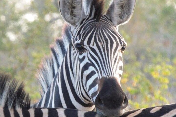Addo Elephant Park Full day big 5 Safari