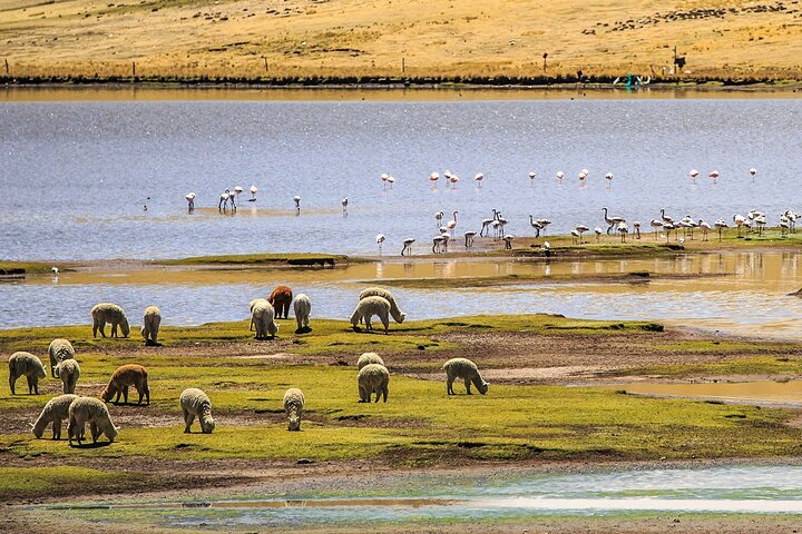 Chivay to Puno Bus Transfer