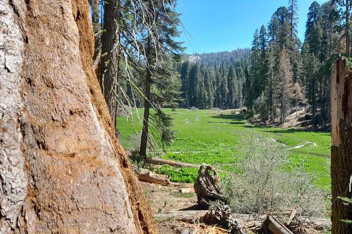 Giant Sequoia Private Tour