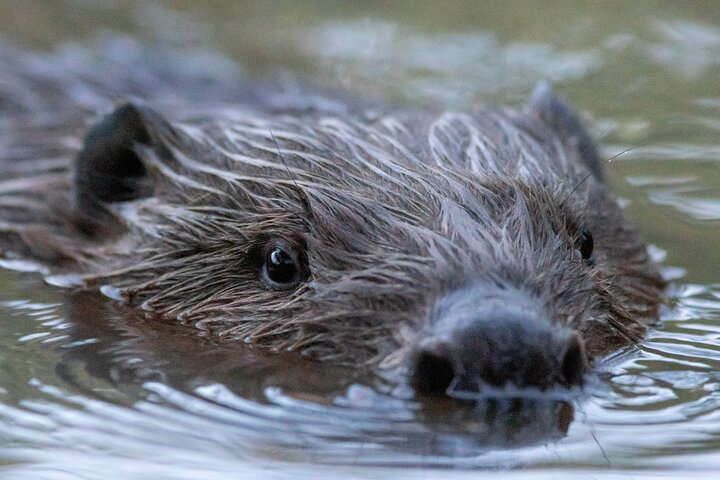 Beaver safari and the magic of Hortobágy