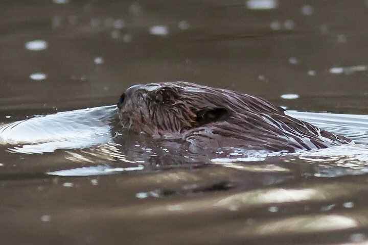 Beaver safari and the magic of Hortobágy