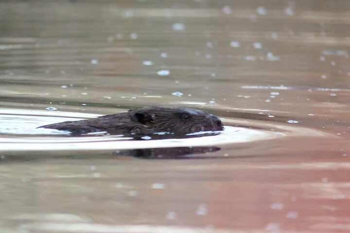 Beaver safari and the magic of Hortobágy