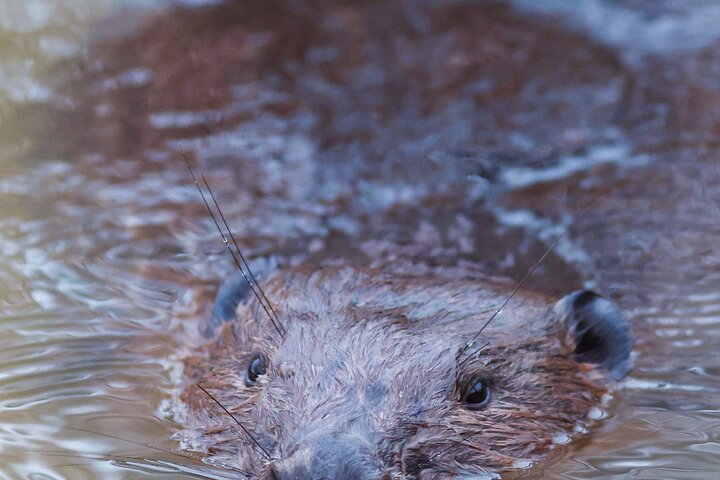 Beaver safari and the magic of Hortobágy