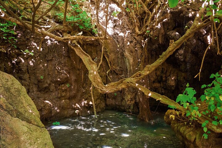 From Paphos: Aphrodite's Baths and Blue Lagoon (Akamas) Day Trip