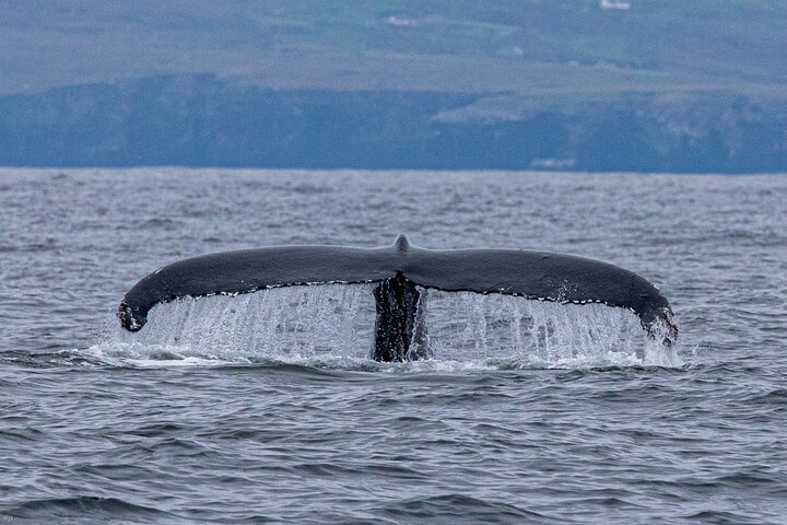 Blasket Island Sea Life Rib Tour,