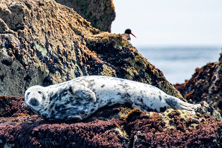 Blasket Island Sea Life Rib Tour,