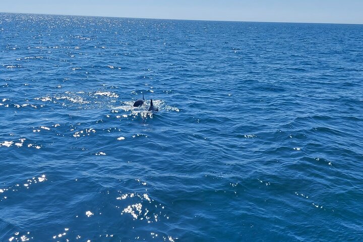 Dolphin trips on a catamaran