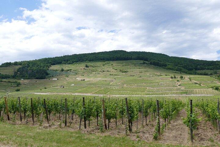 Medieval Alsace and Wine Tasting from Colmar