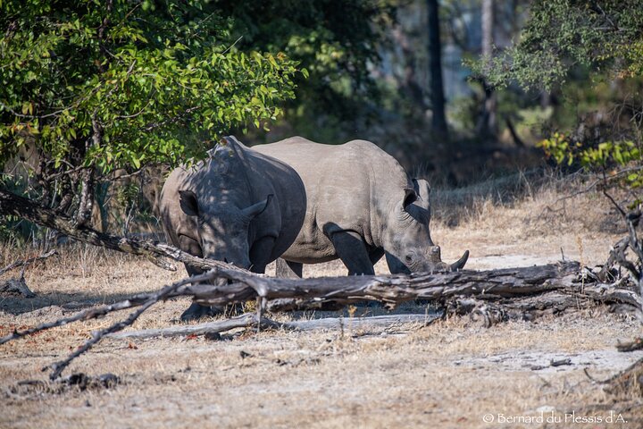 Game Drive Plus White Rhino Short Walk