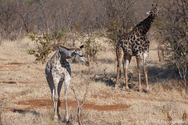 Game Drive Plus White Rhino Short Walk
