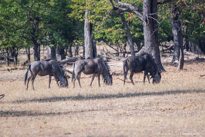Game Drive Plus White Rhino Short Walk