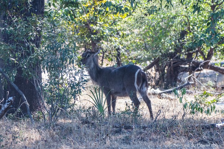 Game Drive Plus White Rhino Short Walk