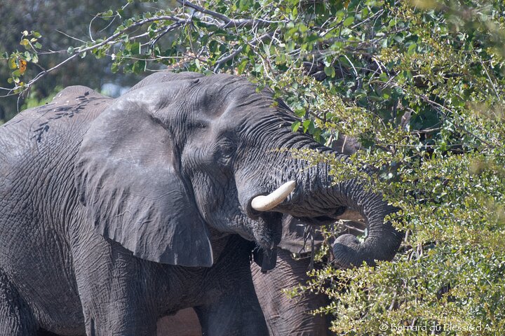 Game Drive Plus White Rhino Short Walk