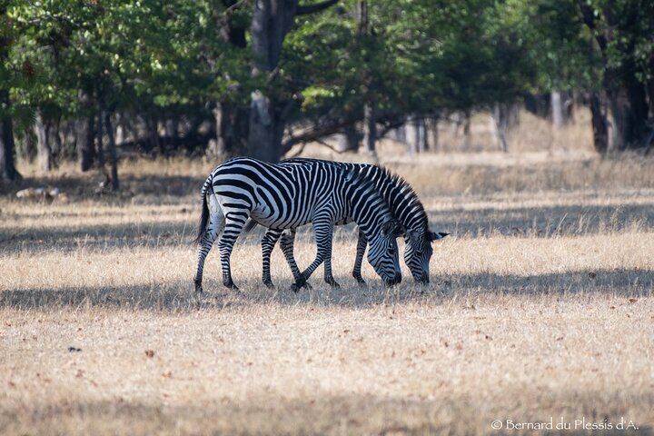Game Drive Plus White Rhino Short Walk