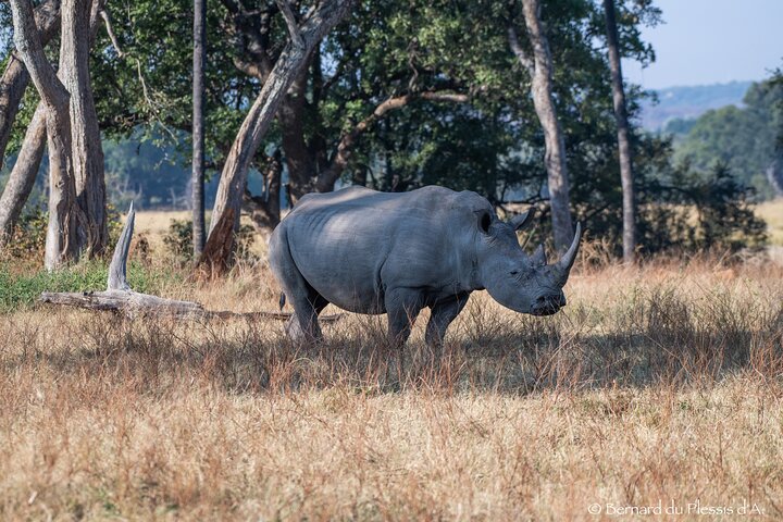 Game Drive Plus White Rhino Short Walk