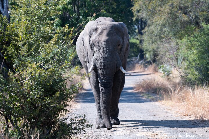 Game Drive Plus White Rhino Short Walk