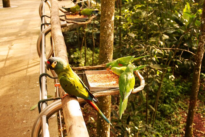 Iguassu Falls Brazilian Side: Macuco Safari, Helicopter Flight and Bird Park