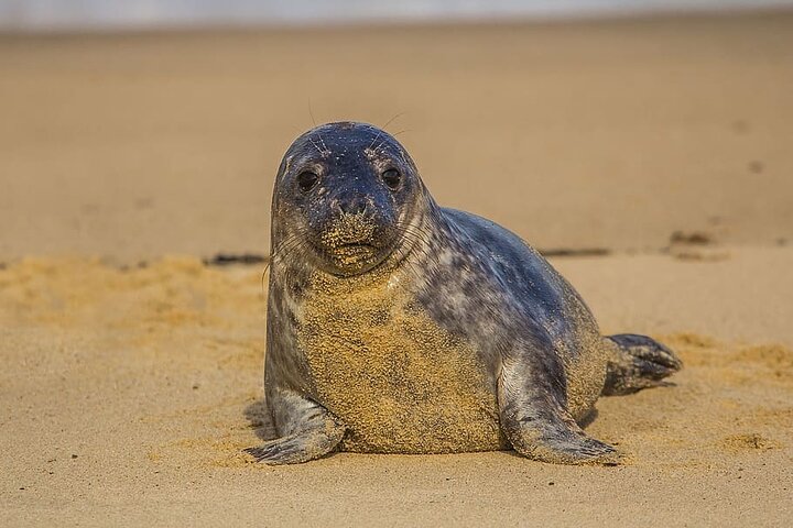 Lobos Island and Ochoa Beach Day Tour: Snorkeling & Wildlife