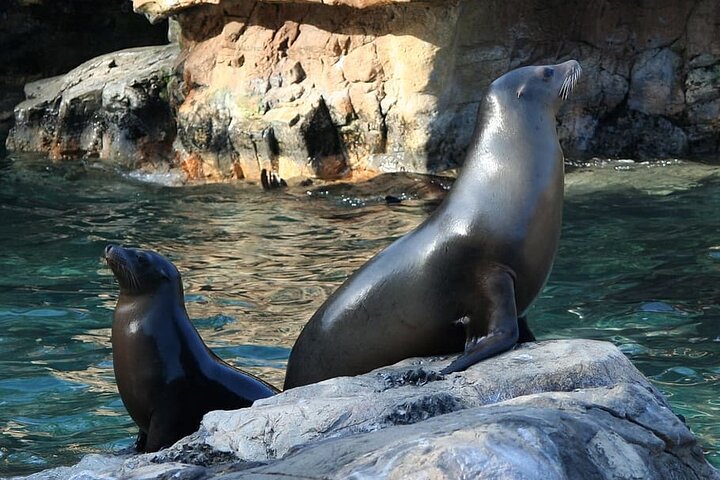 Lobos Island and Ochoa Beach Day Tour: Snorkeling & Wildlife