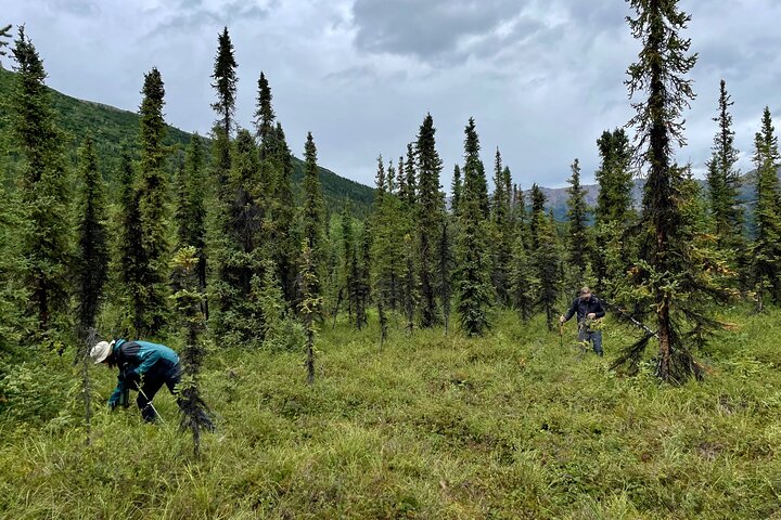 Denali Park Nature Walk (3 Hours) w/Expert Naturalist