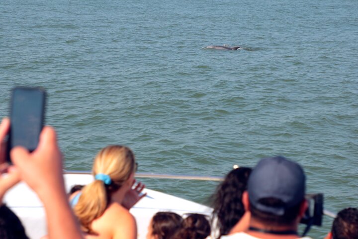 45-Minute Sea Rocket Speed Boat & Dolphin Cruise in Ocean City MD