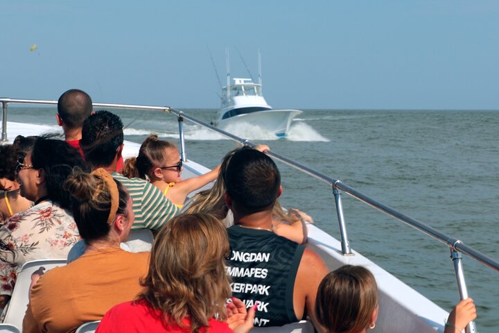 45-Minute Sea Rocket Speed Boat & Dolphin Cruise in Ocean City MD